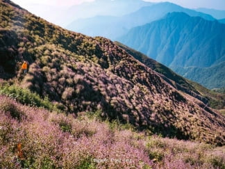 Leo Tà Chì Nhù, ngắm ‘biển hoa’ chi pâu tím biếc