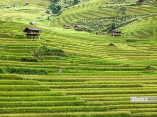 Ngắm những thửa ruộng bậc thang ở Yên Bái "thay áo mới"